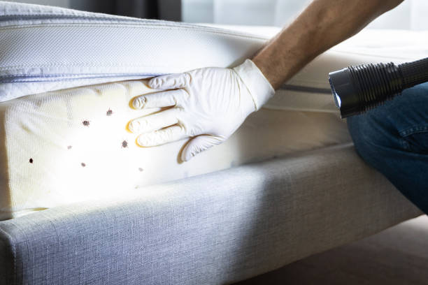 Best Wasp Removal Services  in Brooklyn, WI